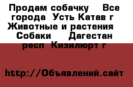 Продам собачку  - Все города, Усть-Катав г. Животные и растения » Собаки   . Дагестан респ.,Кизилюрт г.